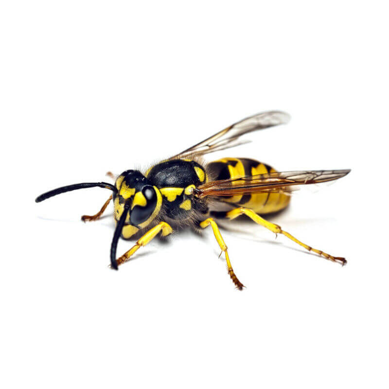 Pest-types: Stinging Pests | Stinging Insect Control Services | Serving ...