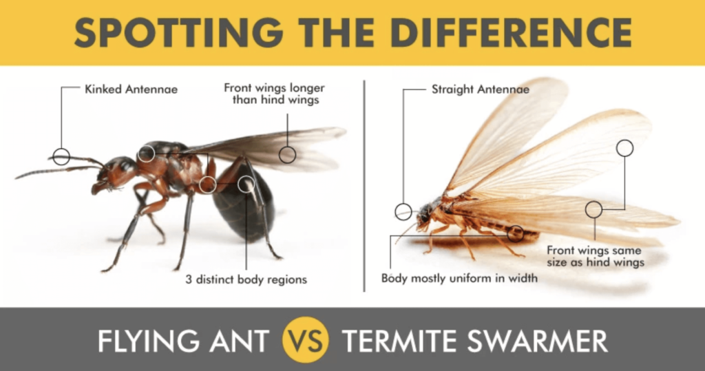 I Have Swarming Bugs! Are They Ants or Termites?