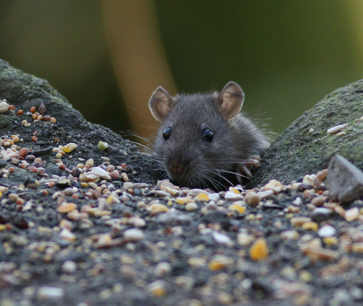 common-rodents-in-pennsylvania-tips-to-prevent-a-home-infestation