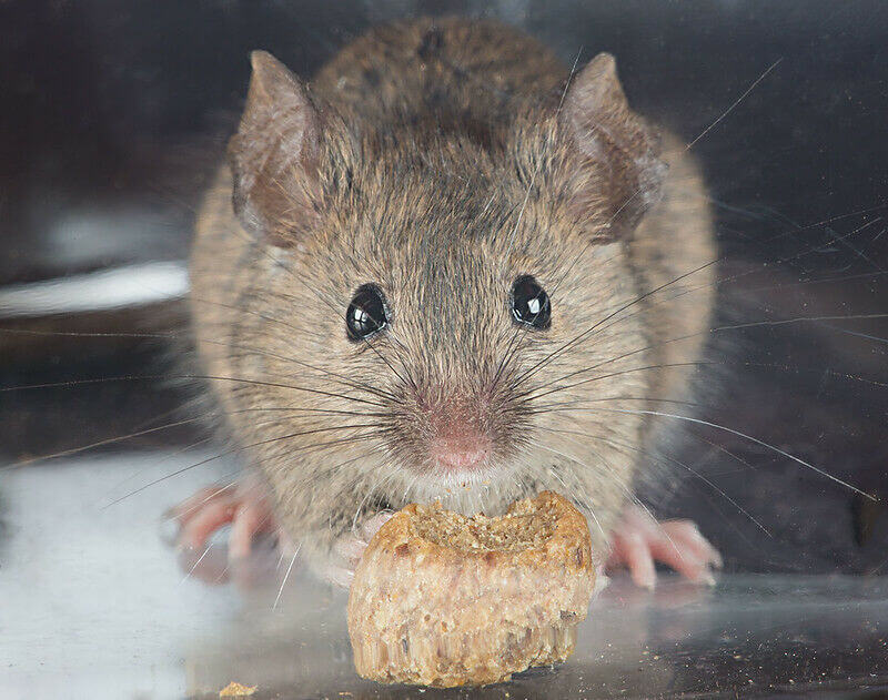 How to Keep Mice Away This Winter Without Hurting Them – Mother Earth News