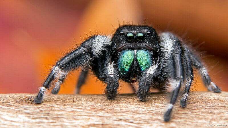 Are jumping spiders dangerous? - Rove Pest COntrol