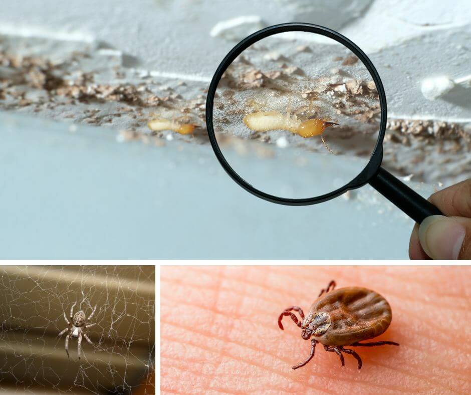 A Guide to Spring Pest Control: Protect Your Home with Expert Strategies